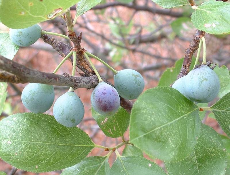 Beach plums are indigenous to the Delaware coast. SOURCE SUBMITTED